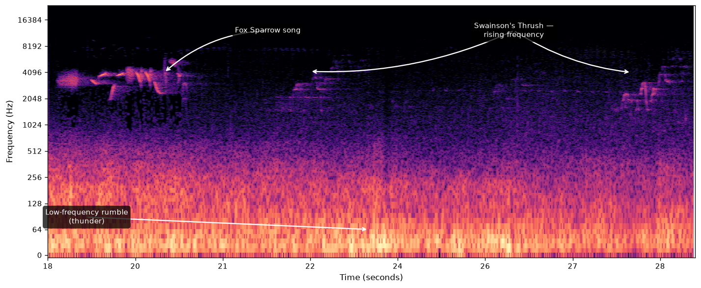Labeled spectrogram: time on the horizontal axis and frequency on the vertical axis. A bright low band shows thunder rumble; structured marks higher up show a Fox Sparrow song and two Swainson's Thrush phrases with rising pitch.